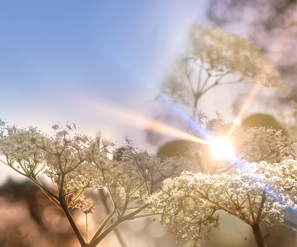 Elderflower Gin - Image 4