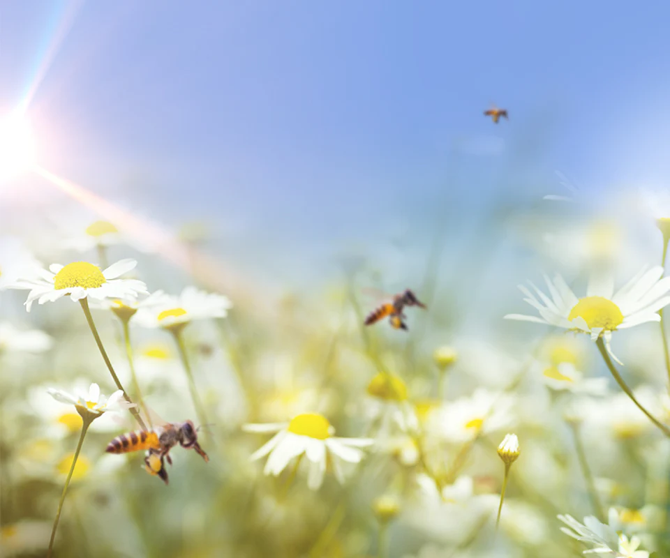 Honeybee Gin - Image 5