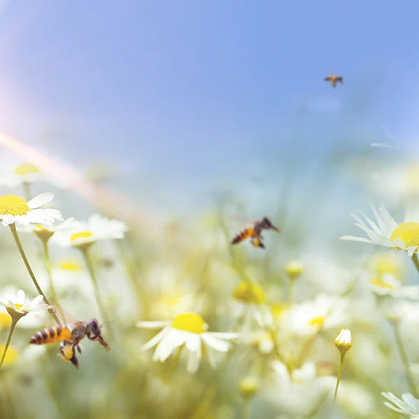 Honeybee Gin - Image 7