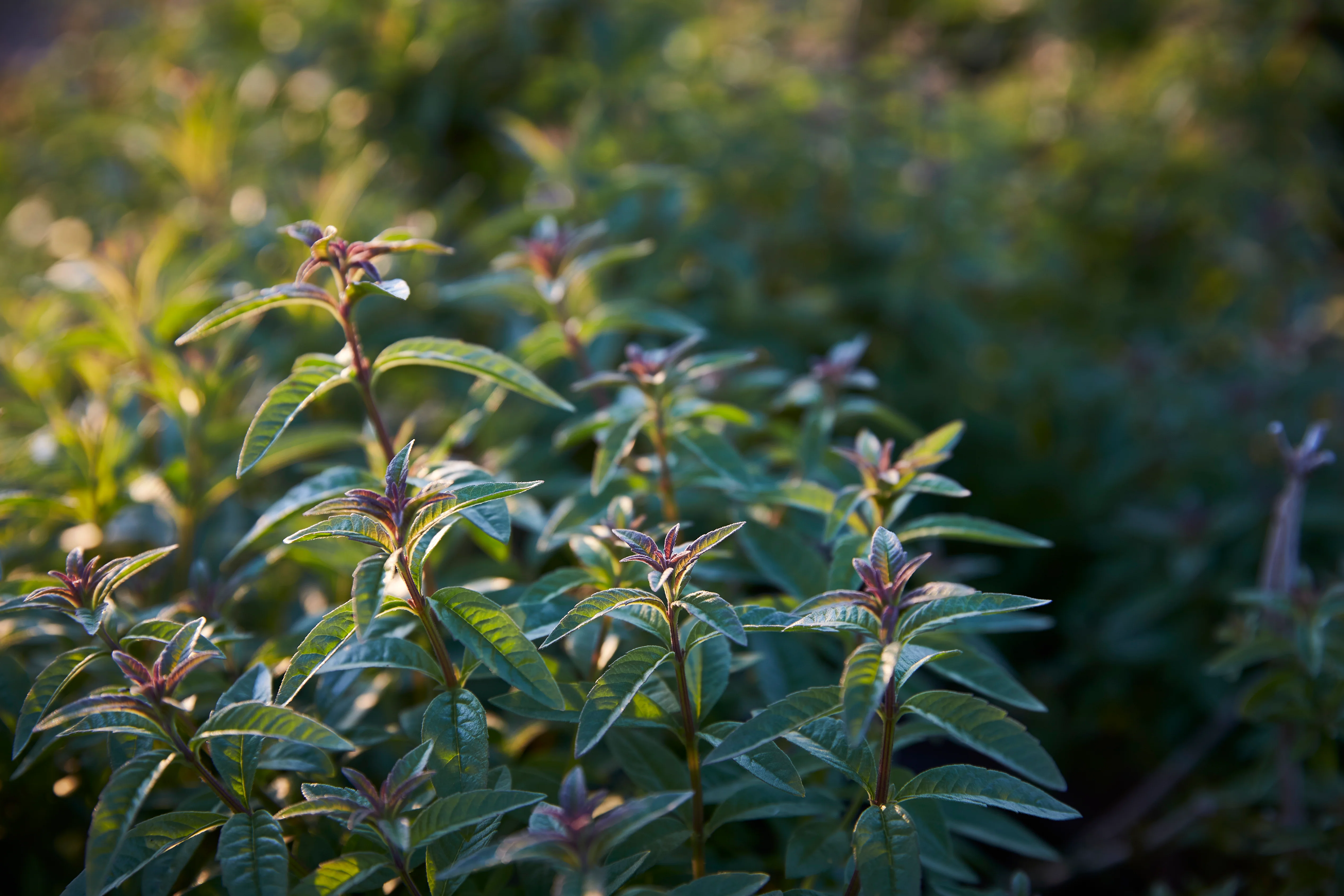 Juniper Double Dry - 0% Spirit - Image 4