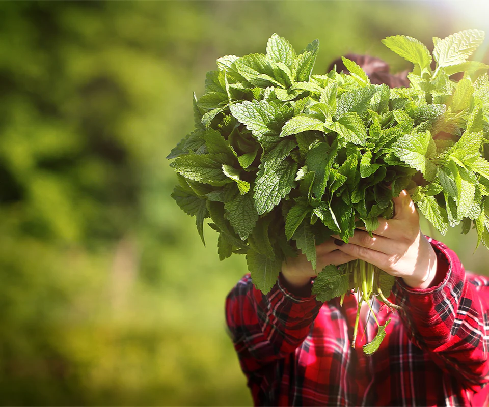 Lemon Balm Gin - Image 4