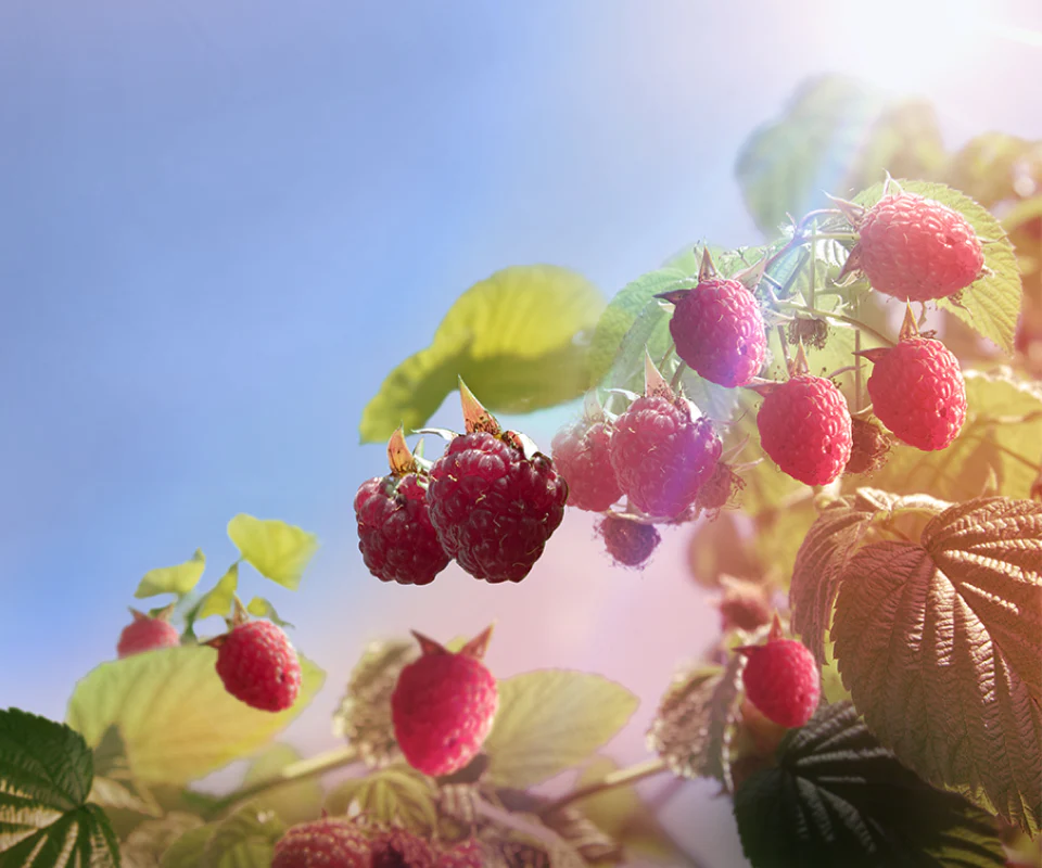 Raspberry Gin - Image 4